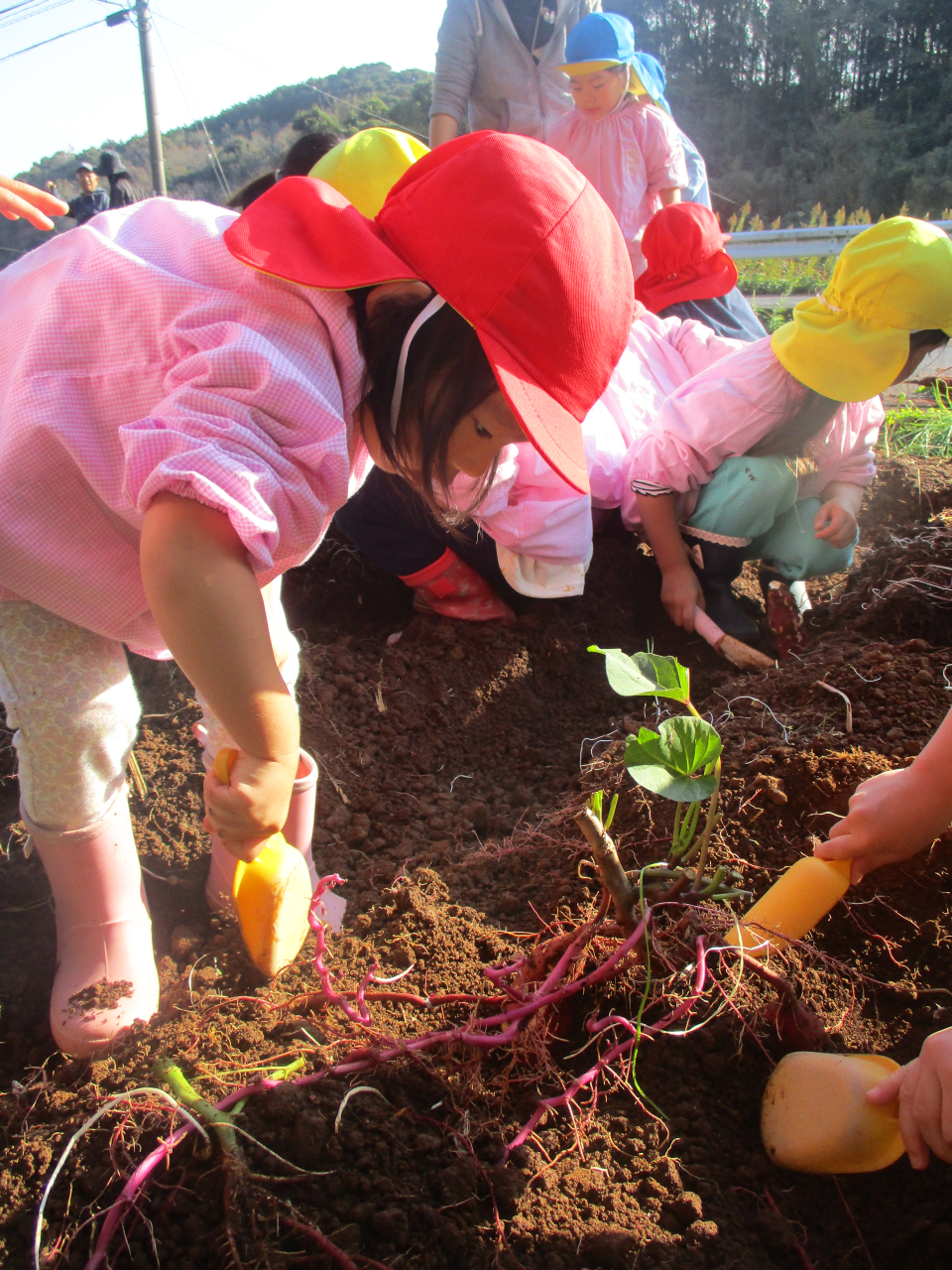 切木小学校の畑に、芋ほりに行ってきました。