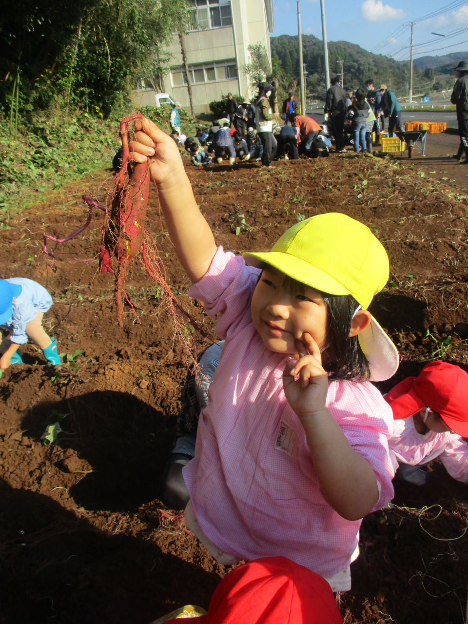 切木小学校の畑に芋ほりにいってきました。