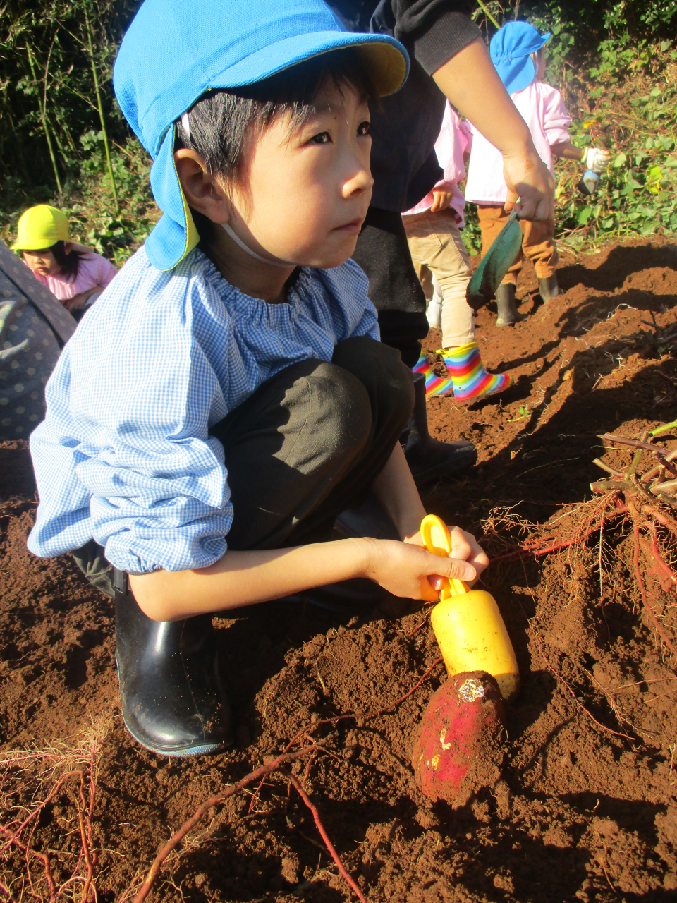 切木小学校の畑に芋ほりにいってきました